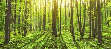 shutterstock_135369737_385x170px