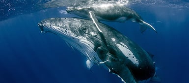 shutterstock_1907017690_385x170px